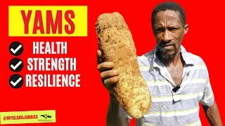 Why men love yams 🇯🇲 #food #organic