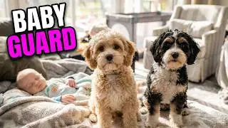 Cavapoo Puppies Guard Baby's Sleep