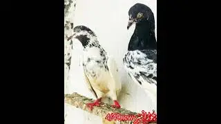 #pigeon #pigeons #pigeonlover #pigeonlife #pigeonlove #pigeonworld #pigeonphotography