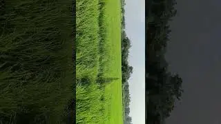 #viral#desi#vlogs#struggle#crops#share#subsacribe#
