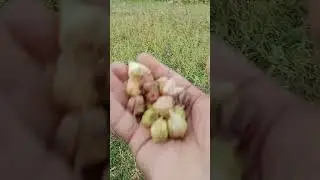 Indian winter cherry