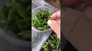 انبات بذور فاكهة التنين صنف البالورا palora seedlings 🐉🎀