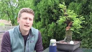 Great Lakes Bonsai - Spring Overview