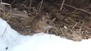 Skogsmus hj&auml;lstaviken 2018