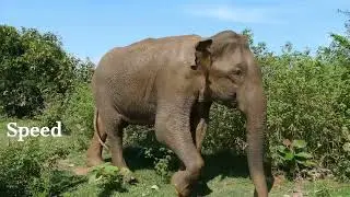 Mysterious Giants of The Forests: Explore Wild Elephants #earthlywonders #explorespicies #elephant