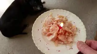 Chicken Cake for my dog's birthday