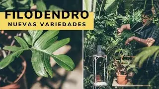 Nuevas variedades de filodendros o Philodendron - Bricomanía - Jardinatis