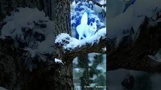 Ai fox soul@Hailuo ai #shorts#ai #viralvideo #transfotmation #fox #short