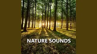 Strong Outside Nature Recording