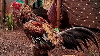 #Raj&RajuFarm  UPDATE #Mini Aseel Farm on Terrace #roosterfarm #pets #gokavaram 