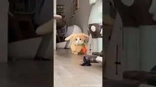 A bouncing bunny kitty