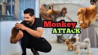 MINKU NAY DOG PAY ATTACK KAR DIYA 😱 😨 #monkey #monkeyattack #dog #petvloger 