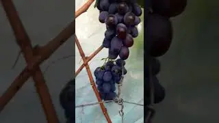 Пегас