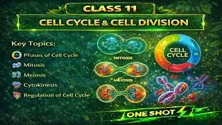 CBSE Class 11 || Biology || Cell cycle and Cell Division || Animation || in English