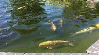stewarts garden centre christchurch koi pond