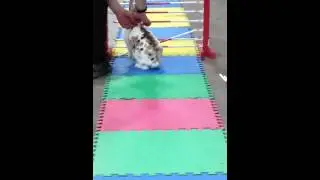 Felix High Jump @Red Deer. Canadian Rabbit Hopping Club