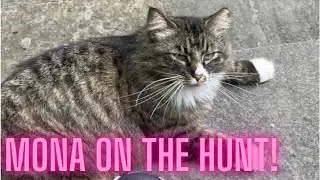 Mona the feral cat hunting mice
