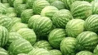 OMULIMISA: part 1 watermelon 🍉 okutandika okulima watermelon,wulira amagezi Gwe ayagala  share link