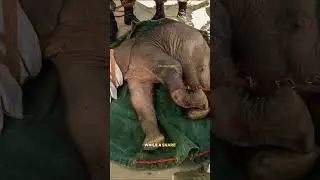 Poor Elephant lost his Trunk.  Sad life,, #elephant #animals #sad #elephanttwins #babyanimals #white