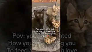 #CatLove #FelineCare #PetProtection#AnimalWellbeing #CatHealth #AdoptDontShop #cat #cuteanimal