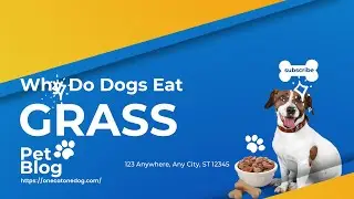 Why Do Dogs Eat Grass?