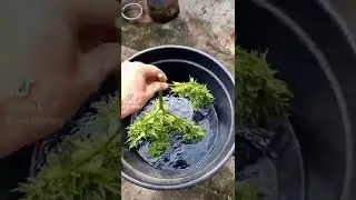 Bud washing my plants. #shorts #growshop #bong #cannabiscommunity #thegrobro