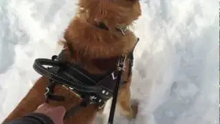 Bold Lead Designs' Basic Assistance Harness is great for balance and stability on a snowy hill