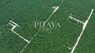 🚧 Exploring the Evolution of Pitaya District !