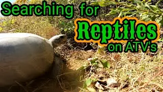Searching for Reptiles on ATV's