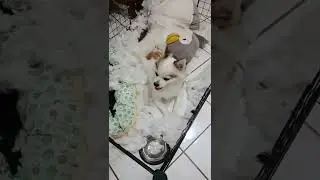 For the nth time, the dog destroyed his toy while playing with it