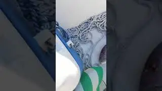 Dentex Dentex