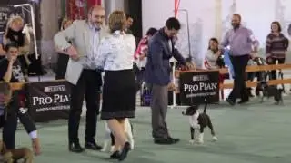 Final Cachorros Especiales-ICONO VENCEDOR ROMAN FISH- JUEZ:Ekaterina Senashenko