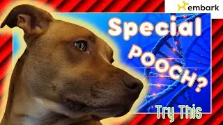 Embark - Comprehensive guide to testing your DOGS DNA