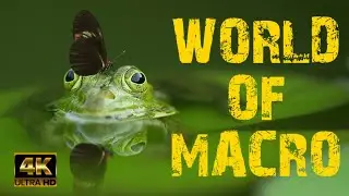 Macro world 4K #4K #wildlife #meditation #calm #nature