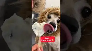 🍦 Какая гадость&hellip;эта ваша frozen рыба 🐟#8марта #iwd #dog #прикол #tasty #icecream #мороженое #prank