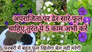 अपराजिता की बेल सुखने लगीं तुरंत ये काम फर्टिलाइजर करें अभी भी फूल खिलेगा फरबरी में अनगिनत फूल आऐंगे