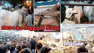 How to Feed Sibbi Bull The Heavy & Biggest in the Asia | Sibbi Bull | JDC Qurbani 2024 | 250 Camel