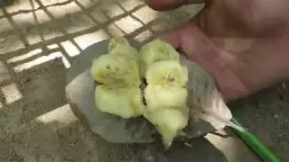 SIMPLE  MONKEY TRAP