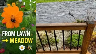 From Lawn to Meadow 🌼🐝 | No-Mow Front Yard Transformation