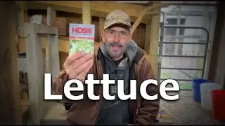 🌱🥗 Starting Lettuce Plants from Seed: Your Complete Guide to Spring Planting Success! 🌱🥬