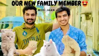 OUR NEW FAMILY MEMBERS 😻 CUTE KITTENS || HASKAR VLOGS