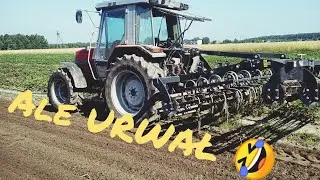 Massey Ferguson 3060 & Agrotom uprawa pod Truskawki