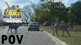 Six Flags Great Adventure Wild Safari Drive-Thru Adventure POV | Non-Copyright