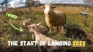 IT'S OFFICIALLY STARTED! | The Start of Lambing 2023 | Sheep Farming in Australia