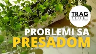 PROBLEMI SA PRESADOM (2021) [TRAG BILJKE]