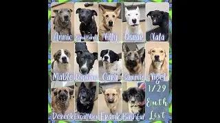 1 29, 2025 Deadly High Kill Apple Valley Animal Shelter kill list 15 more slaughter puppies killed