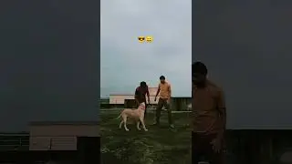 My #pet #lebra #braviest #protective #Animallover #dog #shorts #viral 🐶