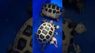KURA-KURA FORSTENII (FORSTENII TORTOISE) !!! #viral #reptil #reptile #pets #tortoise #kurakura