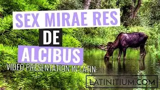 Six strange stories told about moose  | Learn Latin | #2