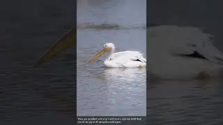 Meet the Pelican: A Fascinating Waterbird